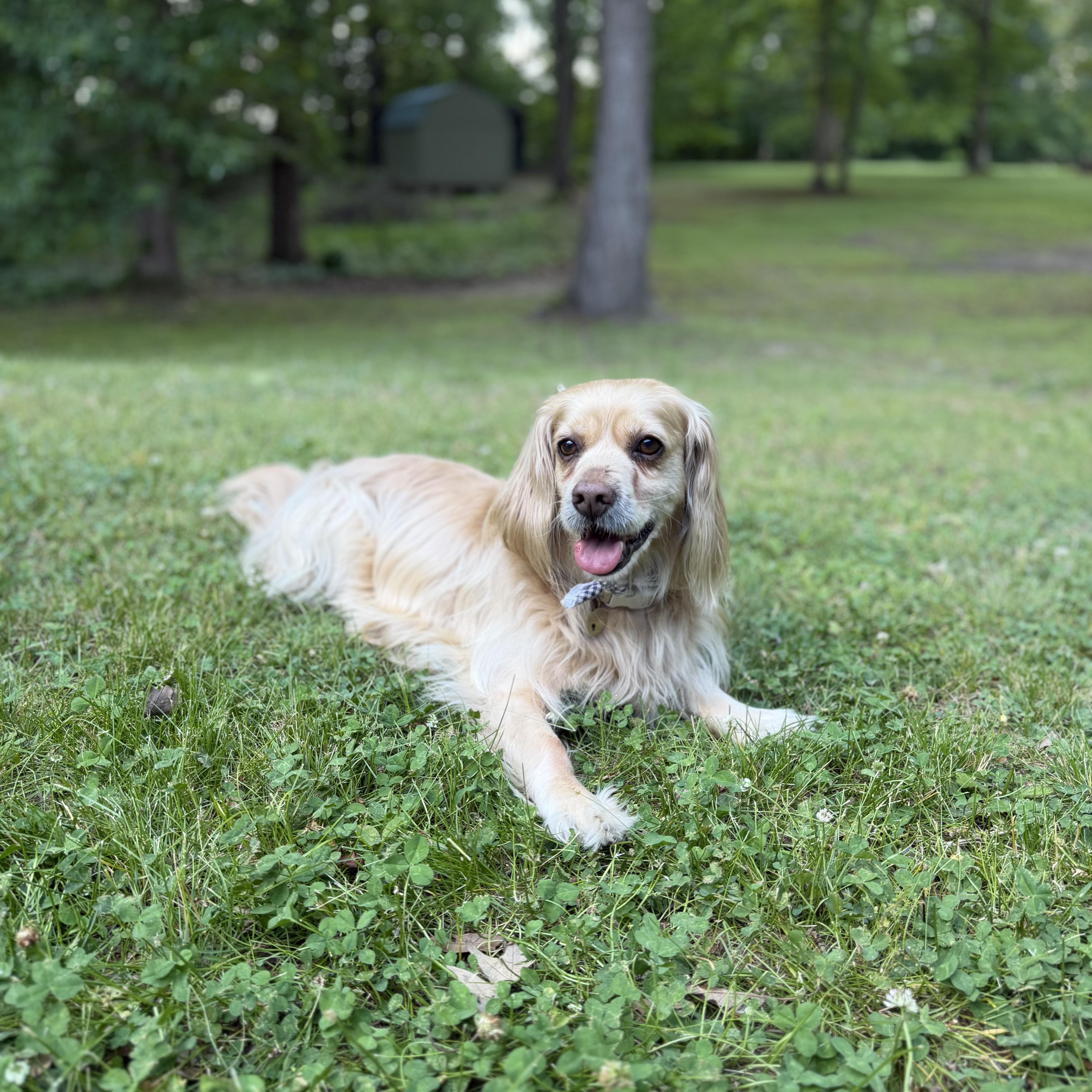 Milkshake, ADOPTABLE, Adult Male Cocker Spaniel.