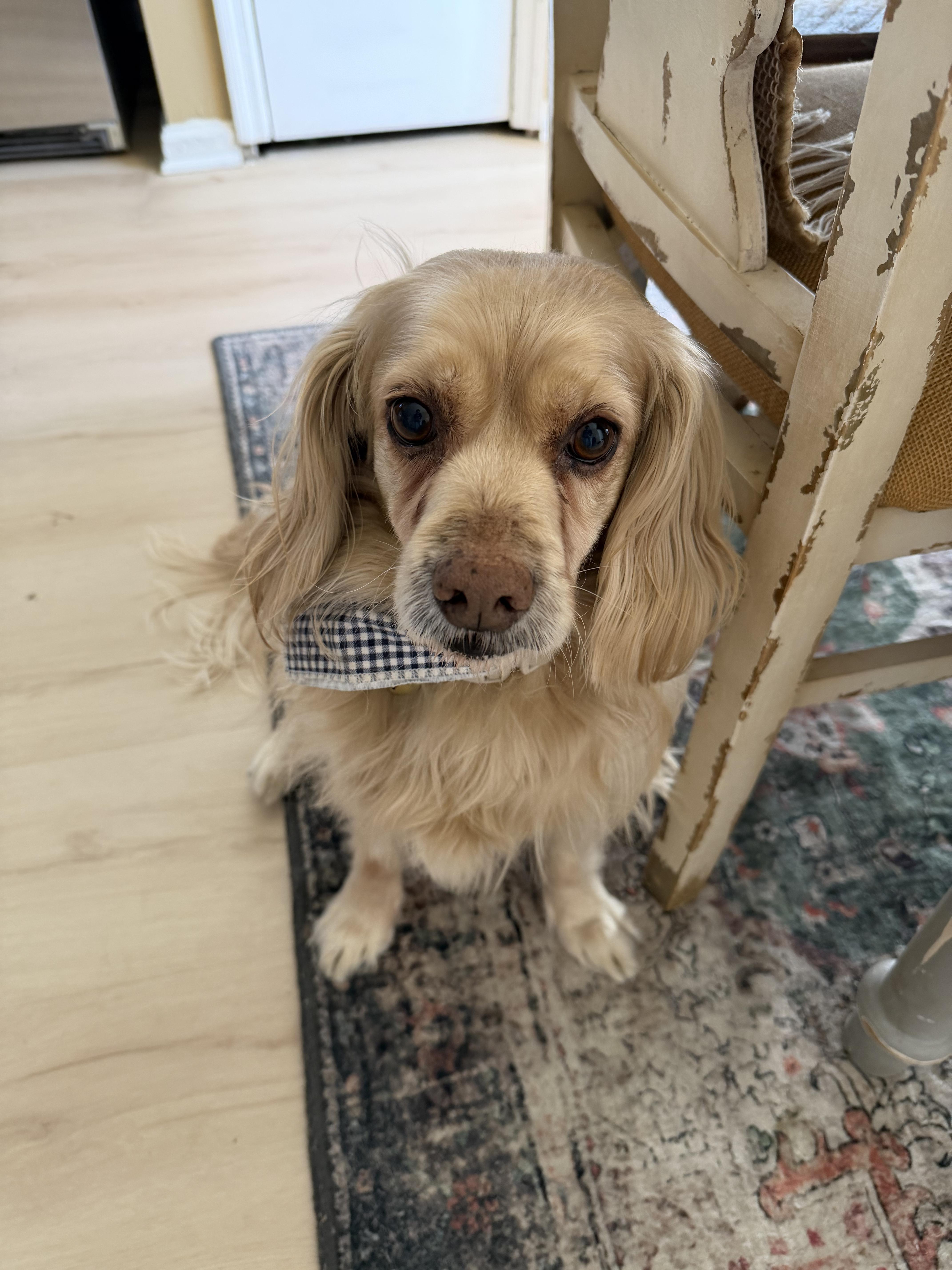 Enlarge Milkshake, a ADOPTABLE Cocker Spaniel in Franklin, TN image 4/5