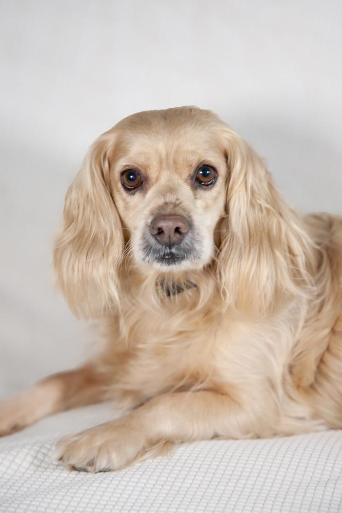 Enlarge Milkshake, a ADOPTABLE Cocker Spaniel in Franklin, TN image 3/5