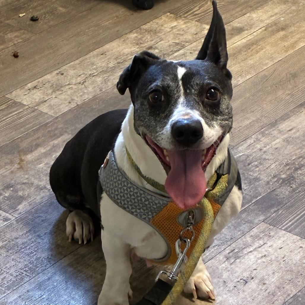 Sweet Pea, Adoptable, Young Female Boston Terrier & Cardigan Welsh Corgi.