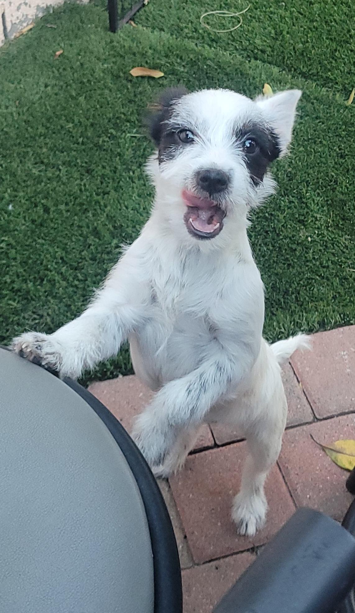 Enlarge Queen Elizabeth , a ADOPTABLE mixed breed in Reseda, CA image 2/3