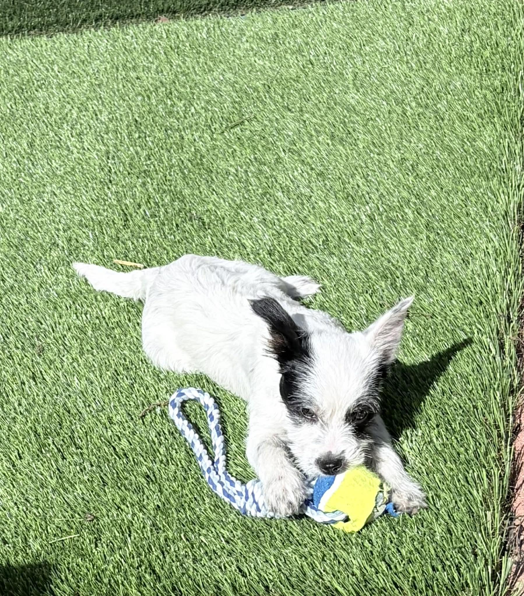 Enlarge Queen Elizabeth , a ADOPTABLE mixed breed in Reseda, CA image 3/3