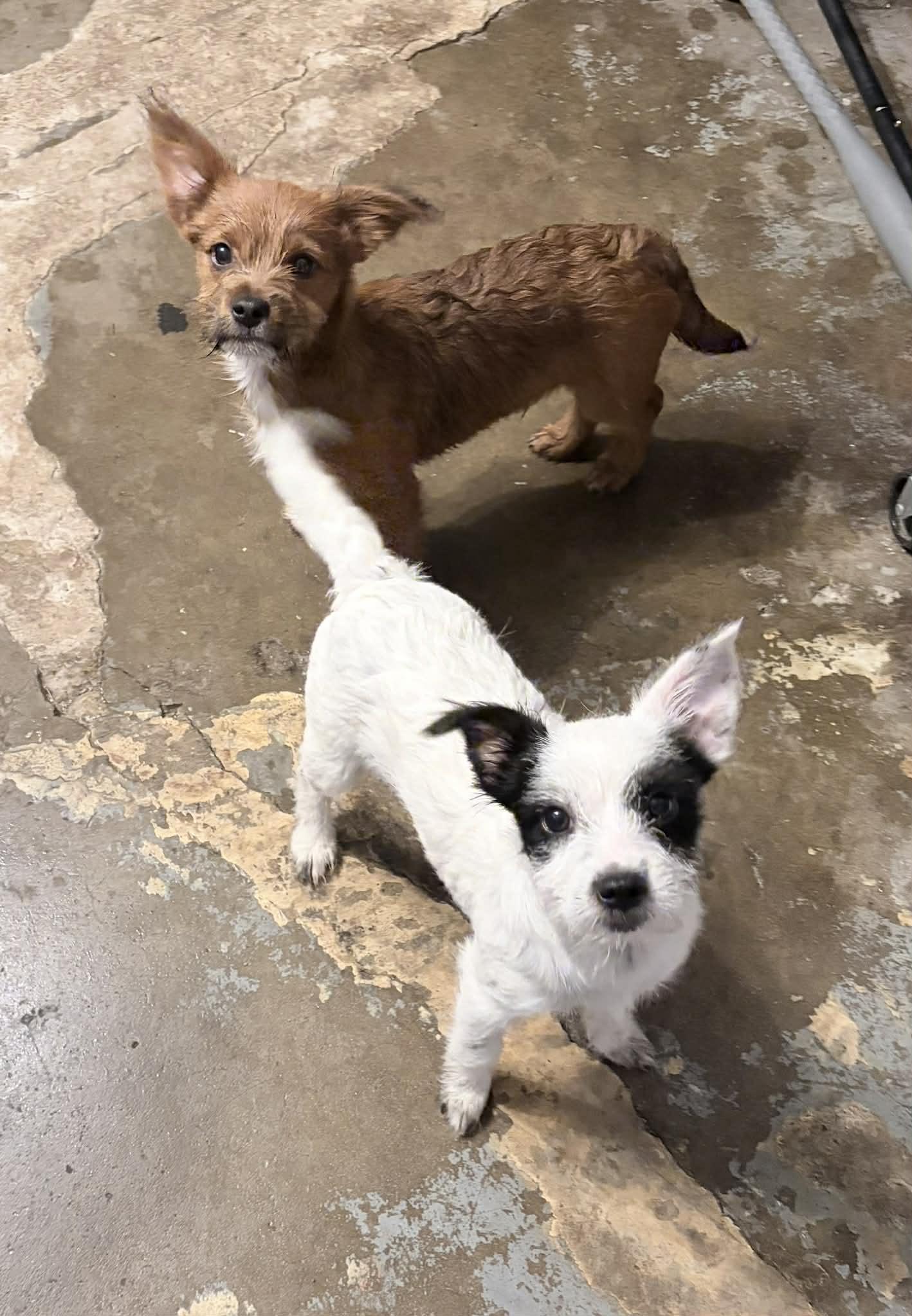 Queen Elizabeth , ADOPTABLE, Puppy Female Terrier & Jack Russell Terrier.