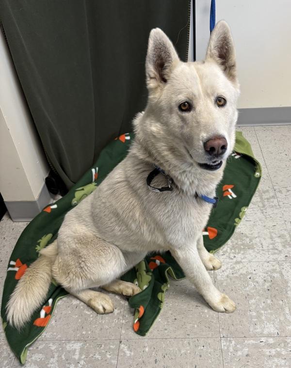 *Lane*, Adoptable, Adult Female Siberian Husky.