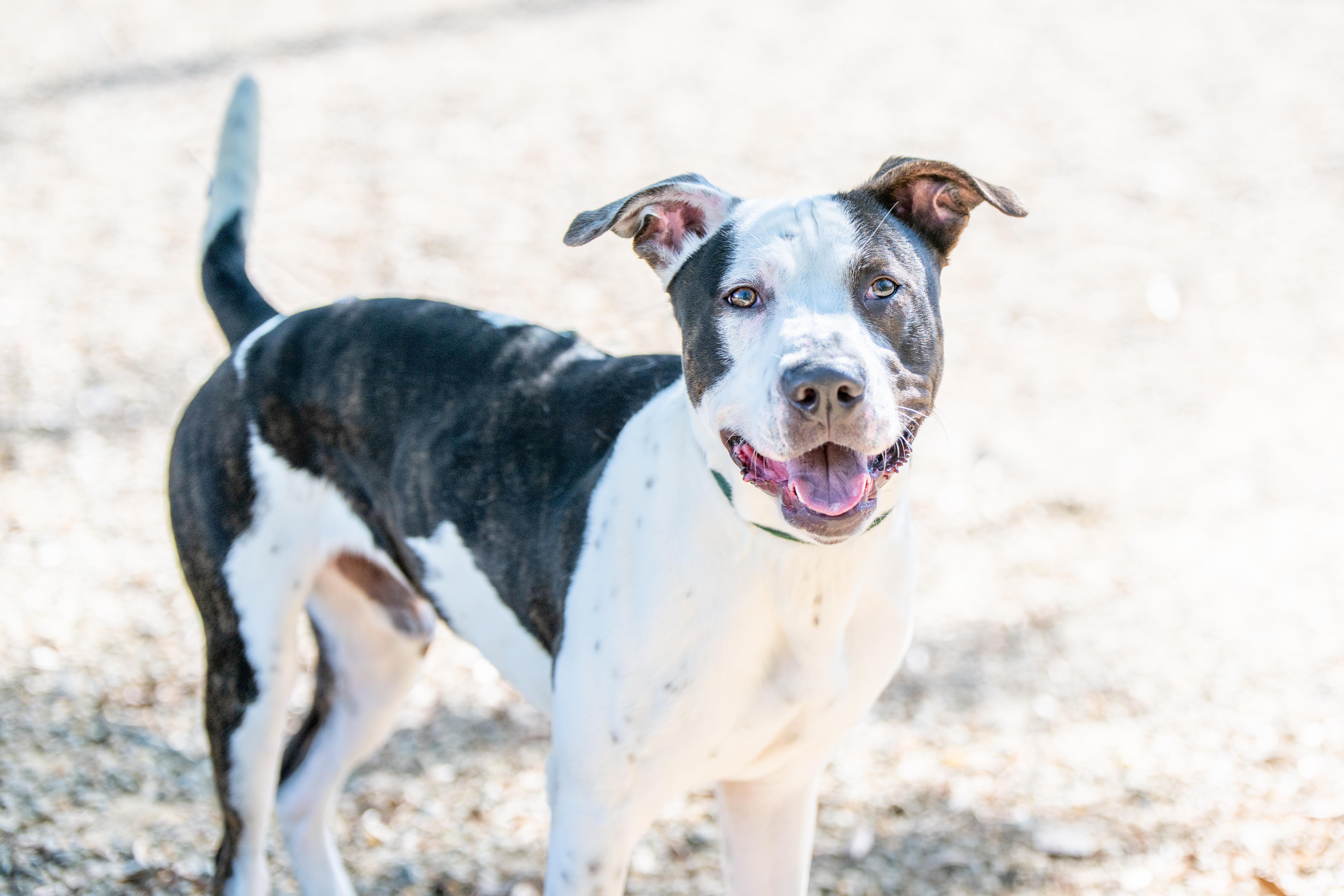 Wallen, a Adoptable mixed breed in Hilton Head Island, SC image 2/5