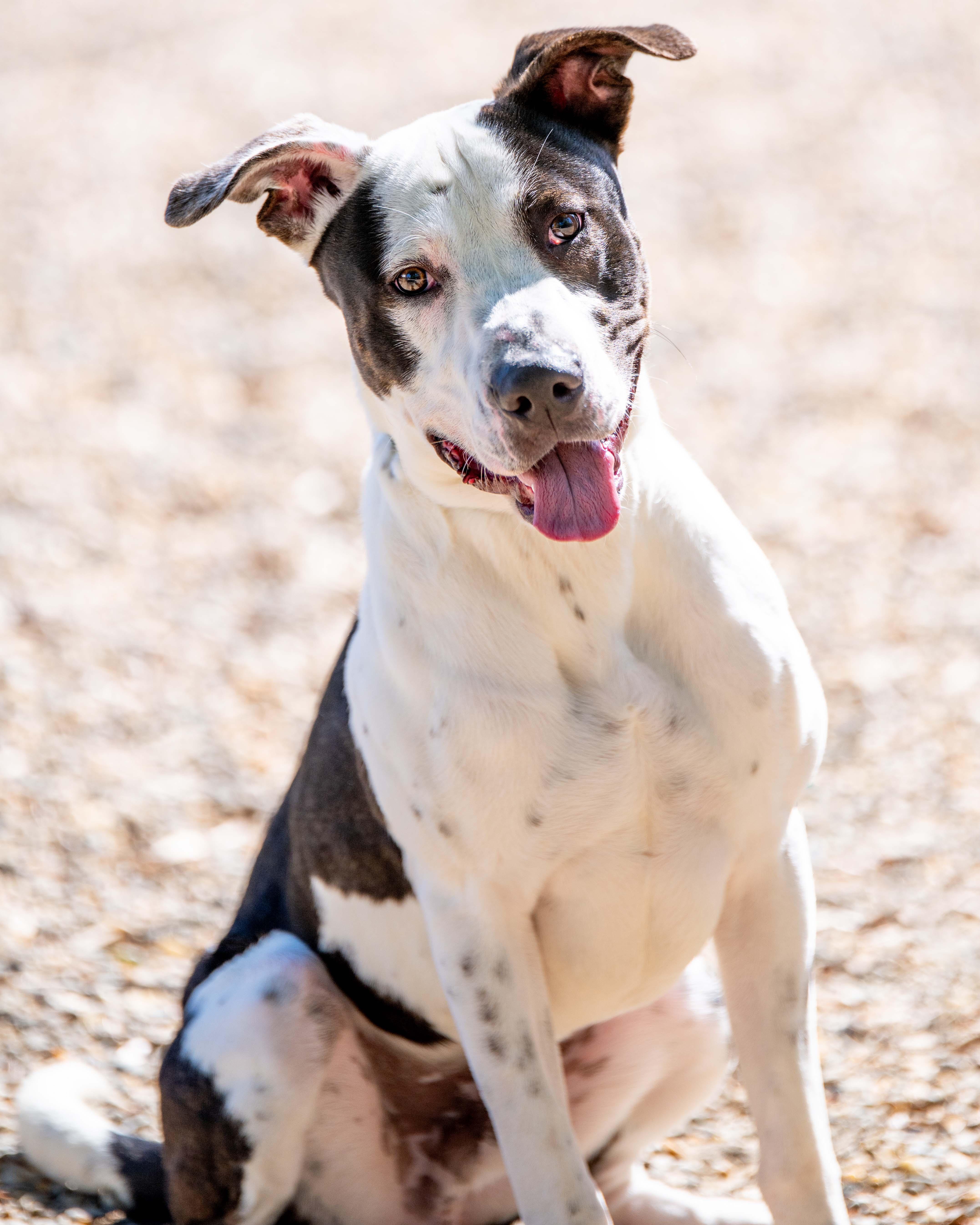 Wallen, Adoptable, Adult Male Great Dane.