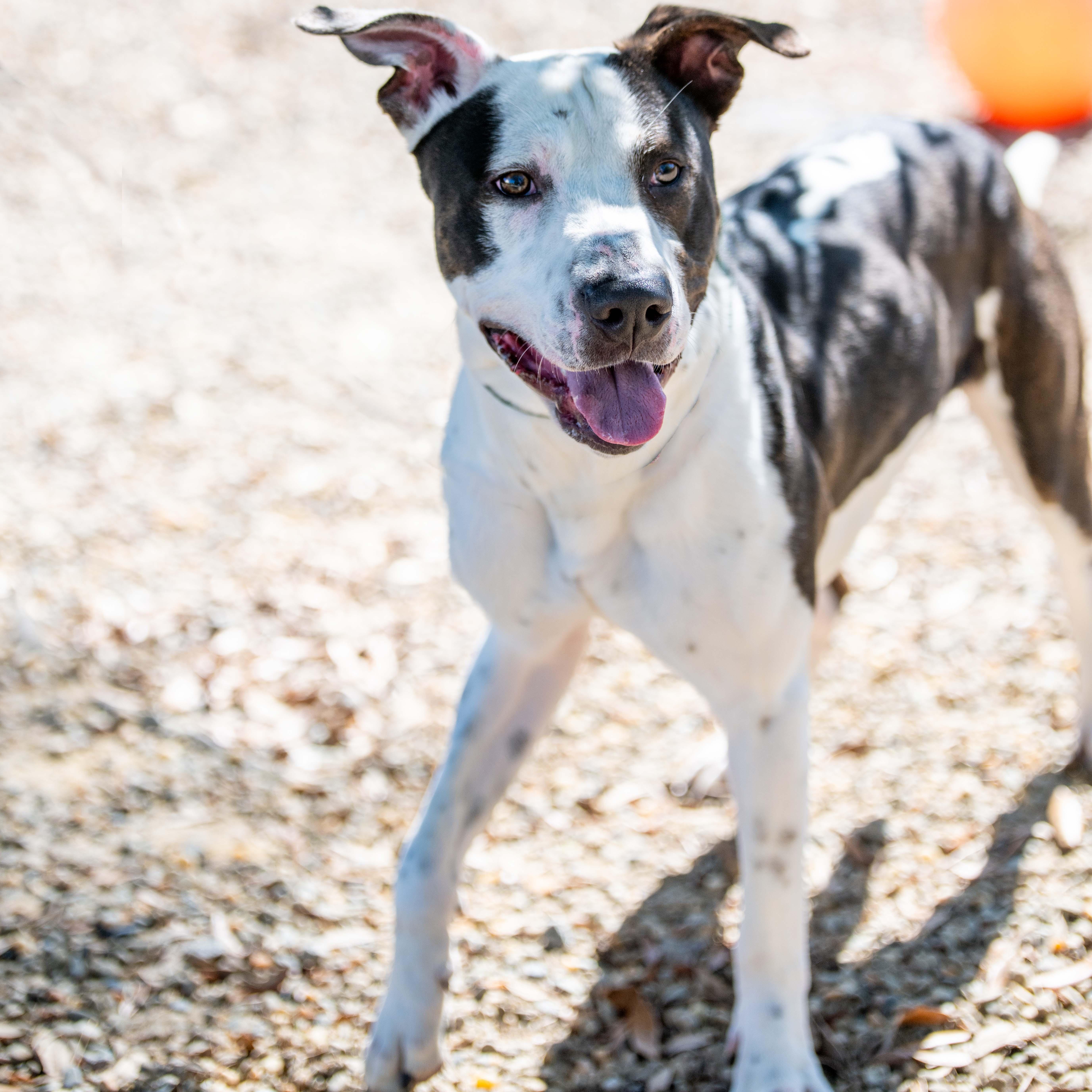 Wallen, a Adoptable mixed breed in Hilton Head Island, SC image 3/5
