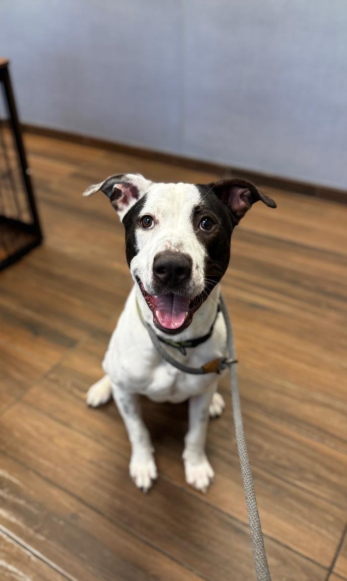 Wallen, a Adoptable mixed breed in Hilton Head Island, SC image 5/5