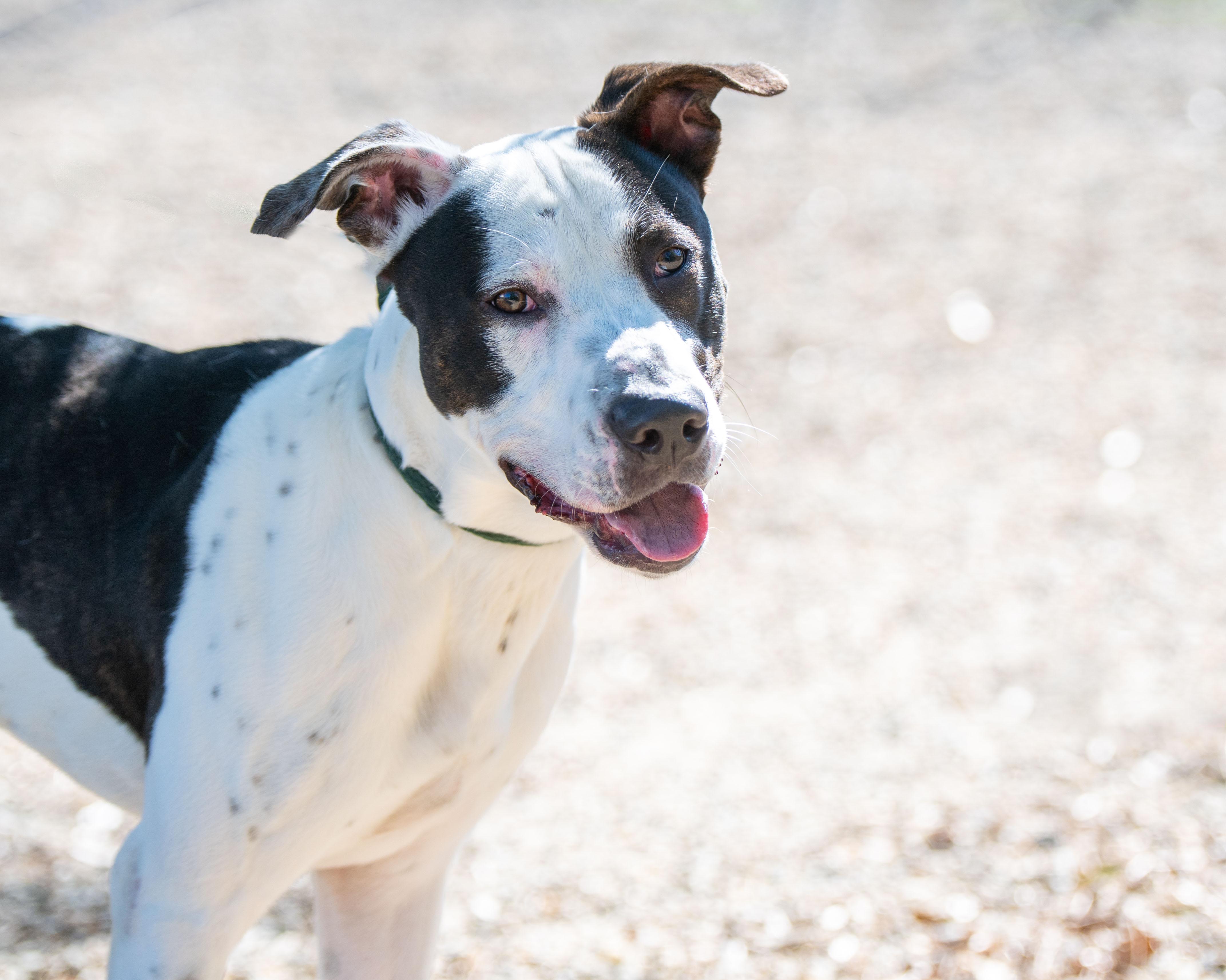 Wallen, a Adoptable mixed breed in Hilton Head Island, SC image 4/5