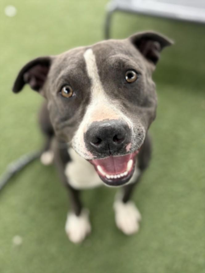 BRAD, Adoptable, Young Male Pit Bull Terrier.