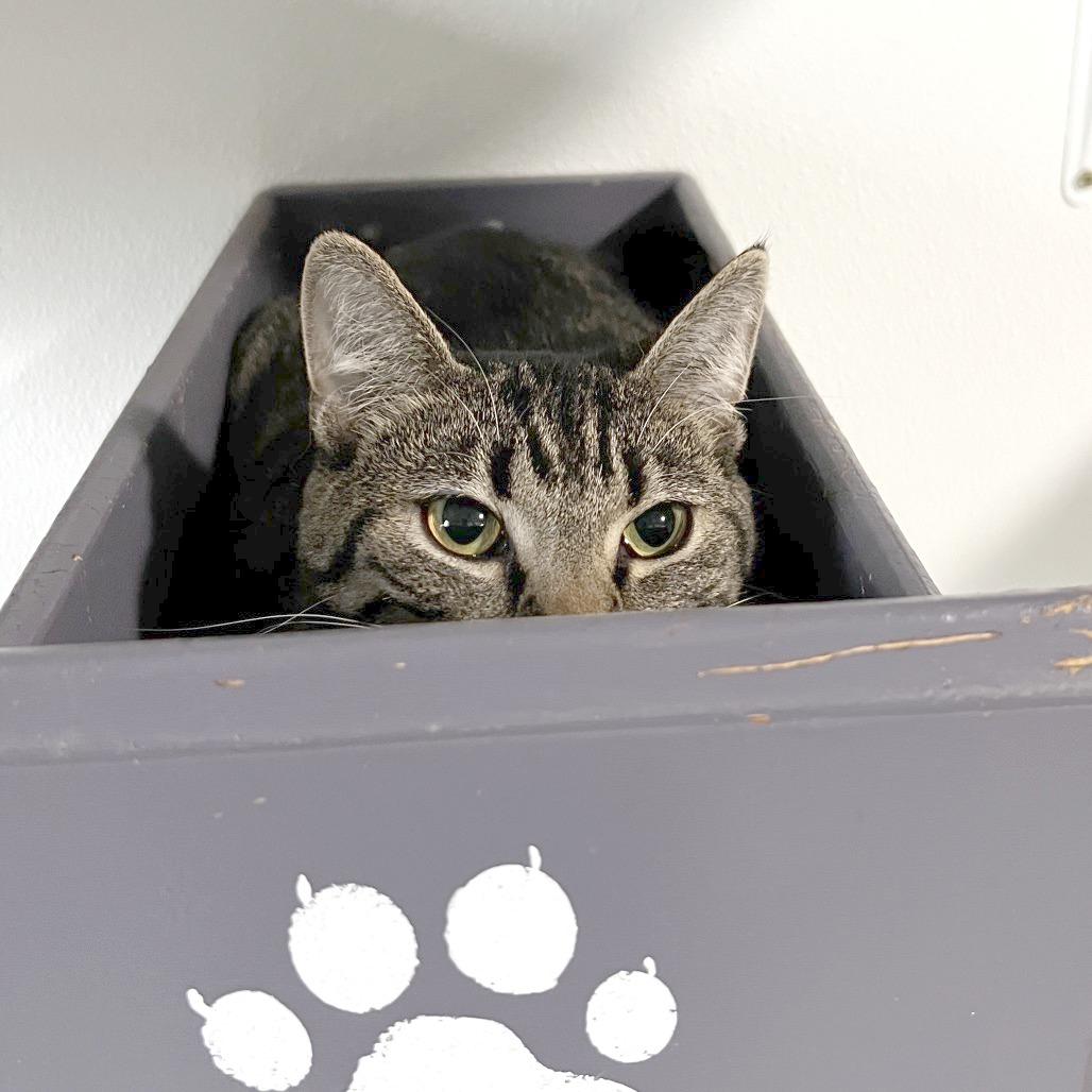 Kimi, Adoptable, Young Female Domestic Short Hair.