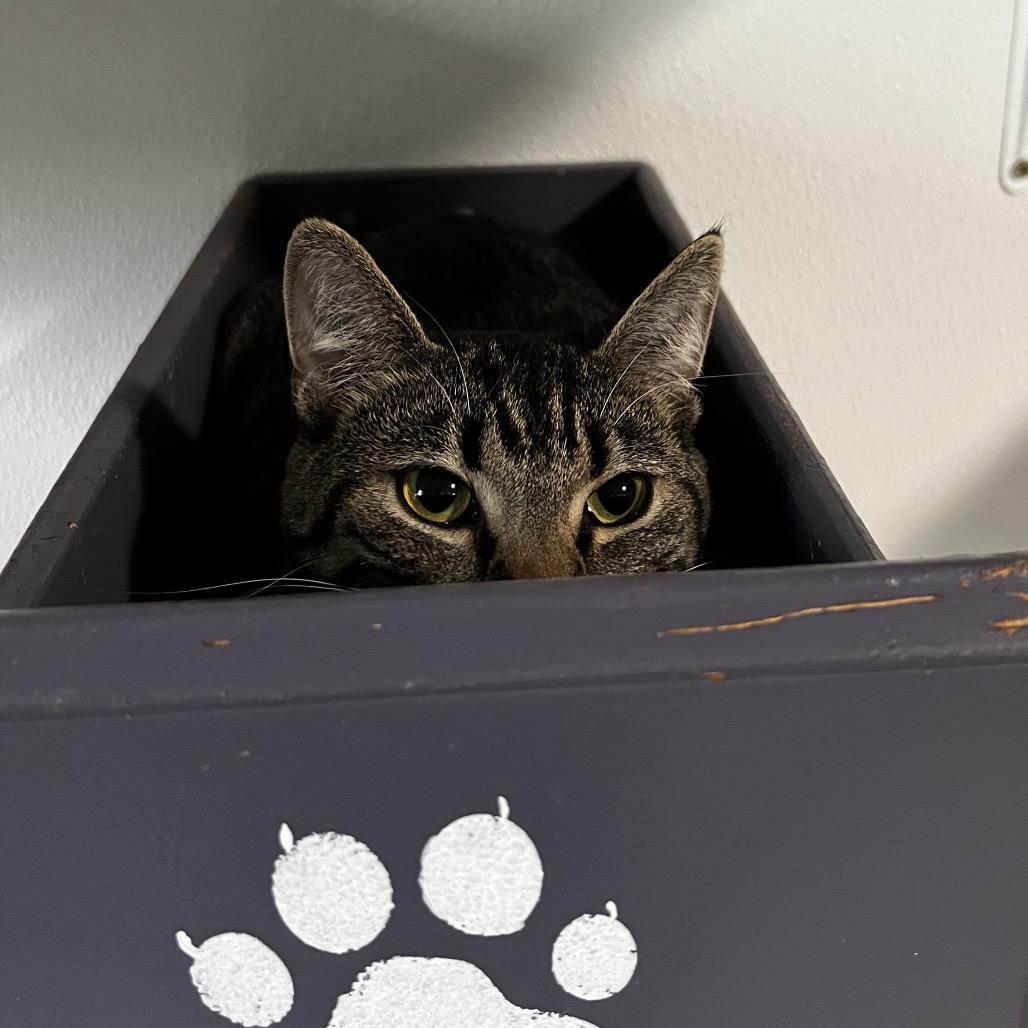 Kimi, Adoptable, Young Female Domestic Short Hair.