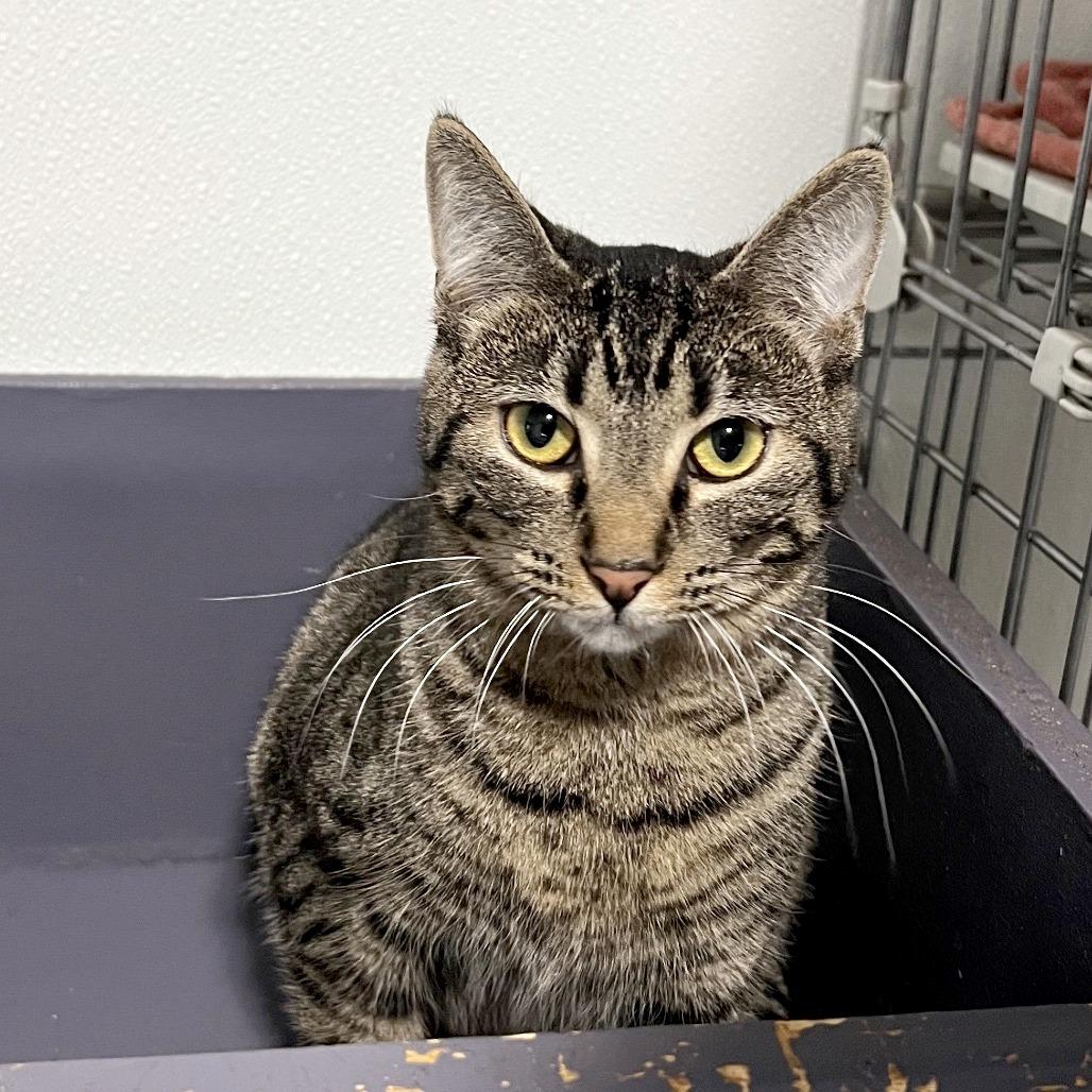 Enlarge Kimi, a Adoptable Domestic Short Hair in Brighton, MO image 2/6