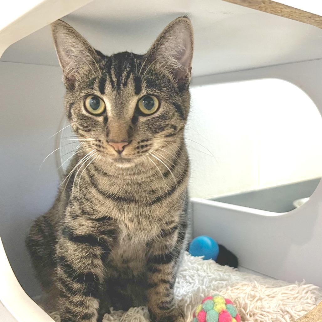Enlarge Kimi, a Adoptable Domestic Short Hair in Brighton, MO image 3/6
