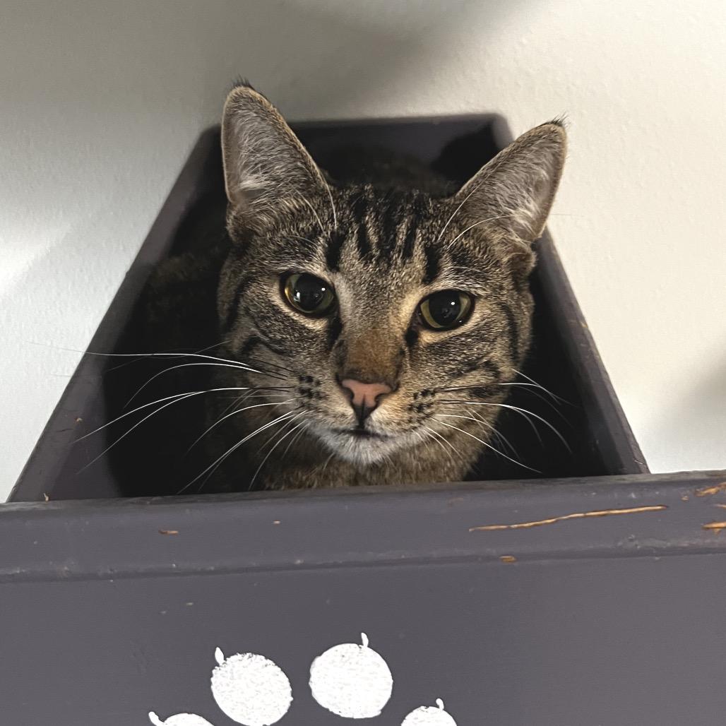 Kimi, Adoptable, Young Female Domestic Short Hair.