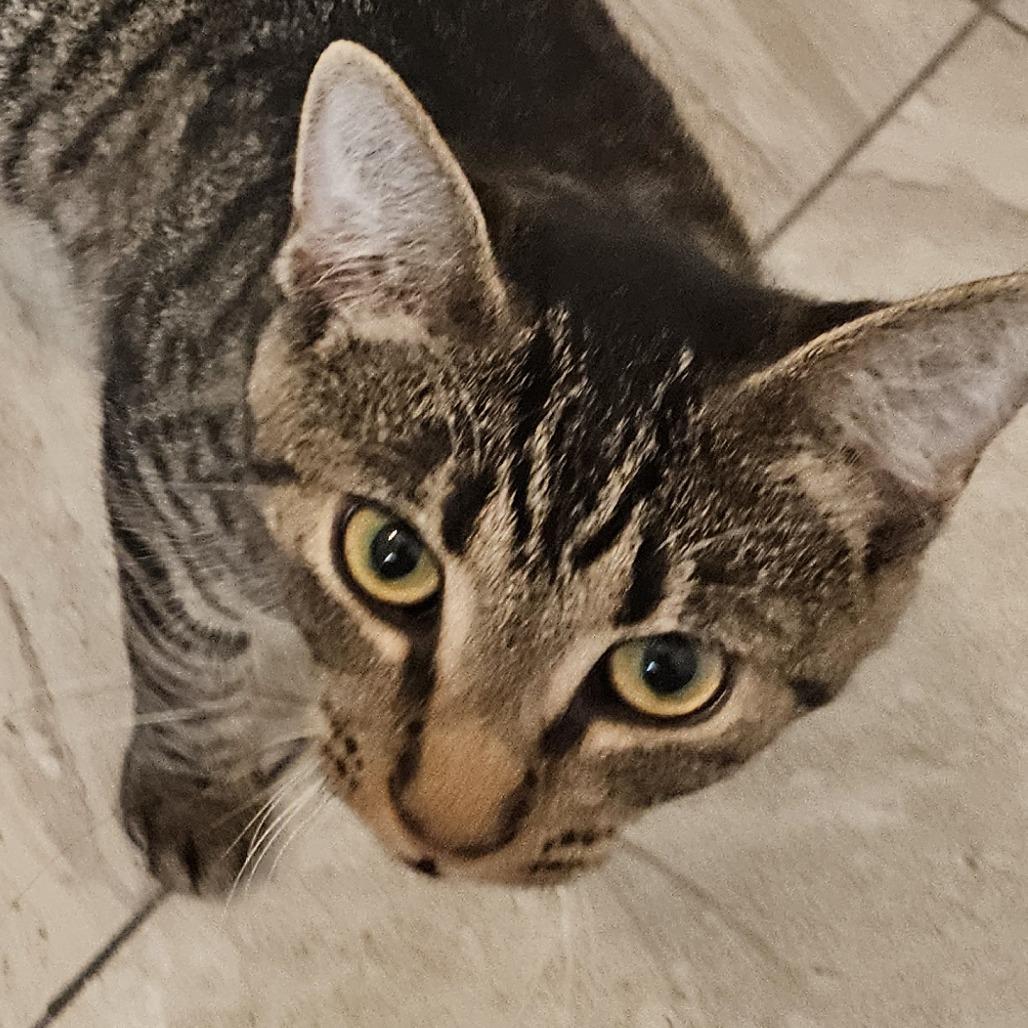 Enlarge Kimi, a Adoptable Domestic Short Hair in Brighton, MO image 2/6