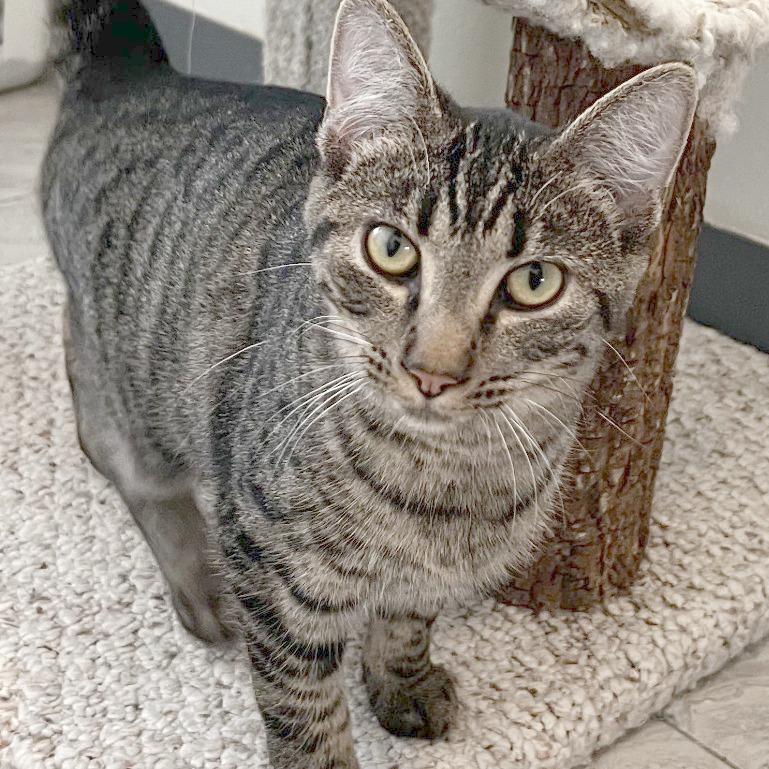 Enlarge Kimi, a Adoptable Domestic Short Hair in Brighton, MO image 4/6