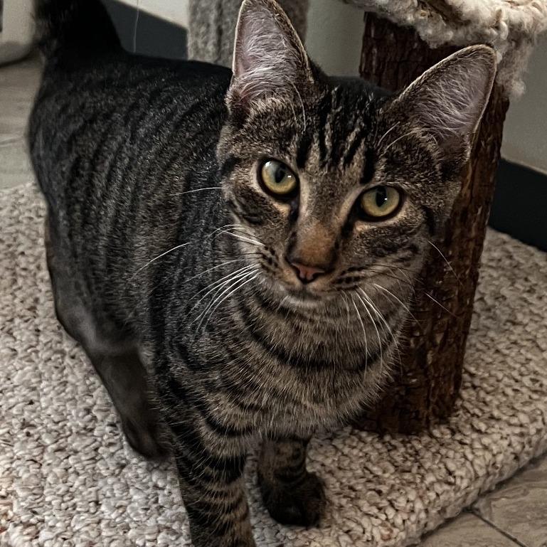 Kimi, Adoptable, Young Female Domestic Short Hair.