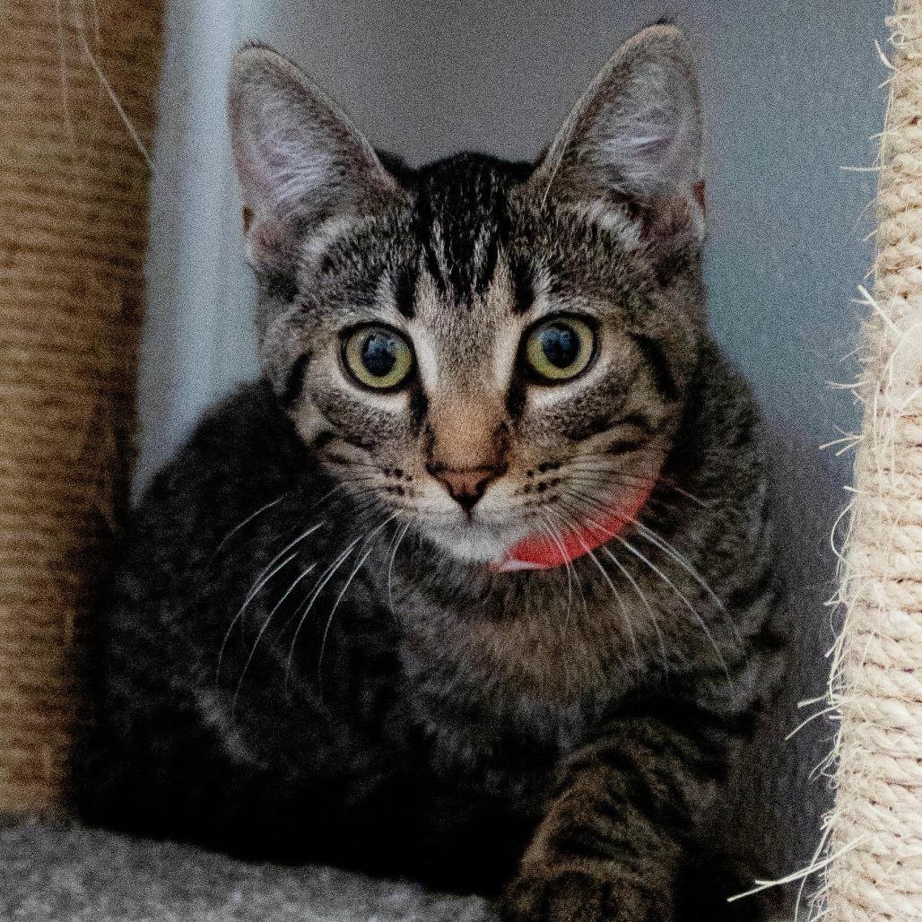 Enlarge Kimi, a Adoptable Domestic Short Hair in Brighton, MO image 4/6