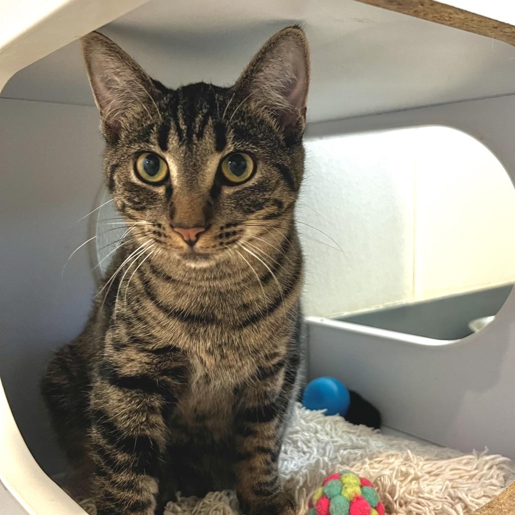 Enlarge Kimi, a Adoptable Domestic Short Hair in Brighton, MO image 5/6