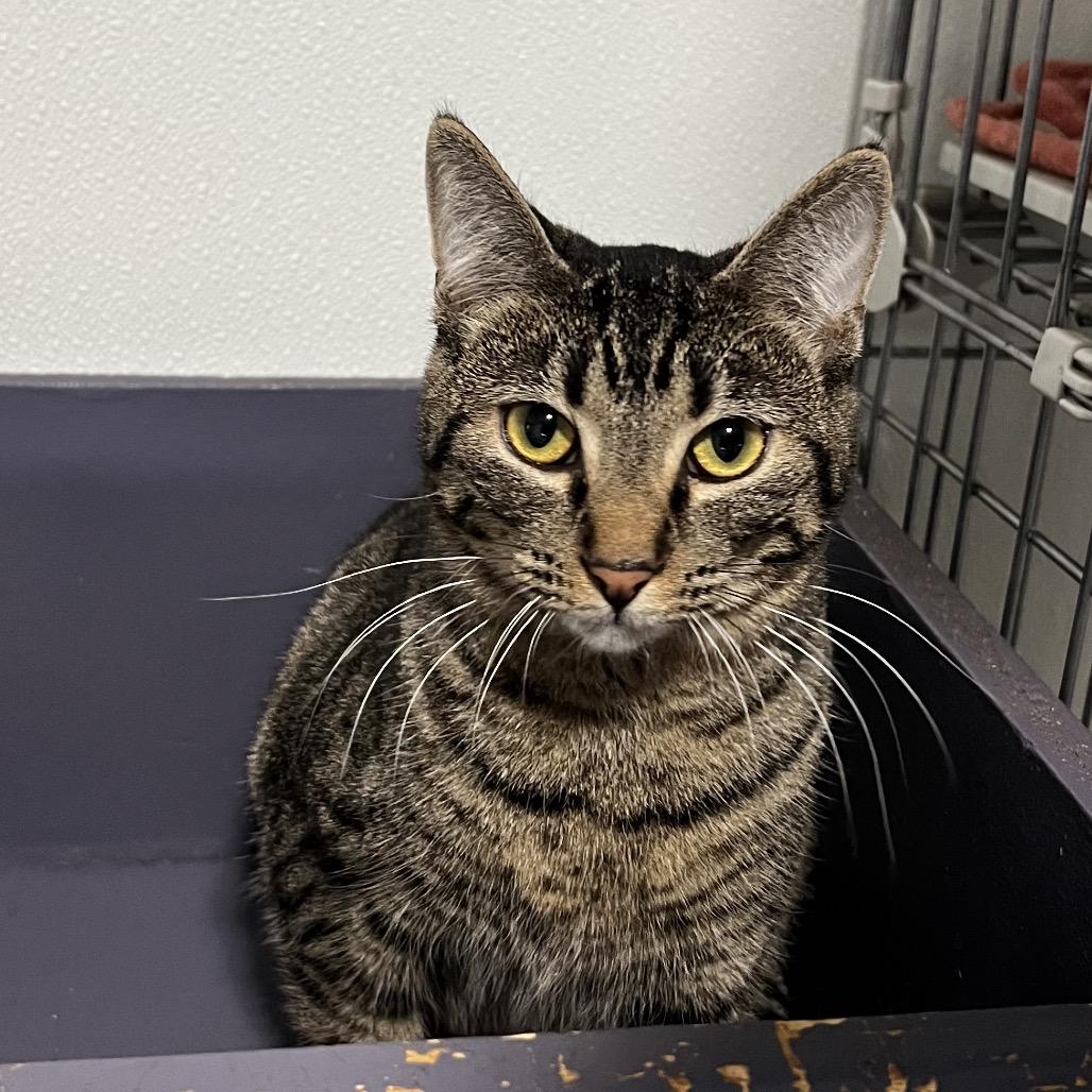 Enlarge Kimi, a Adoptable Domestic Short Hair in Brighton, MO image 4/6