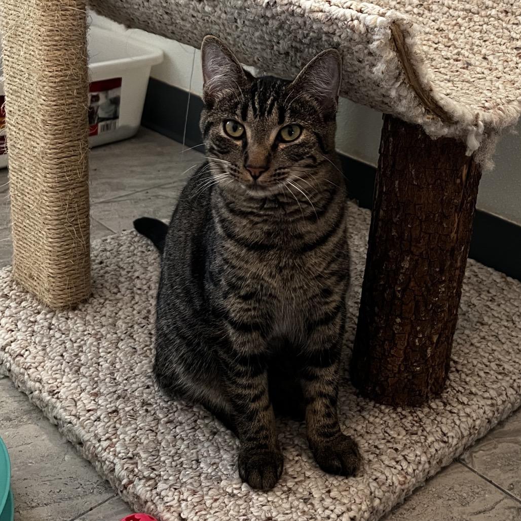 Enlarge Kimi, a Adoptable Domestic Short Hair in Brighton, MO image 6/6