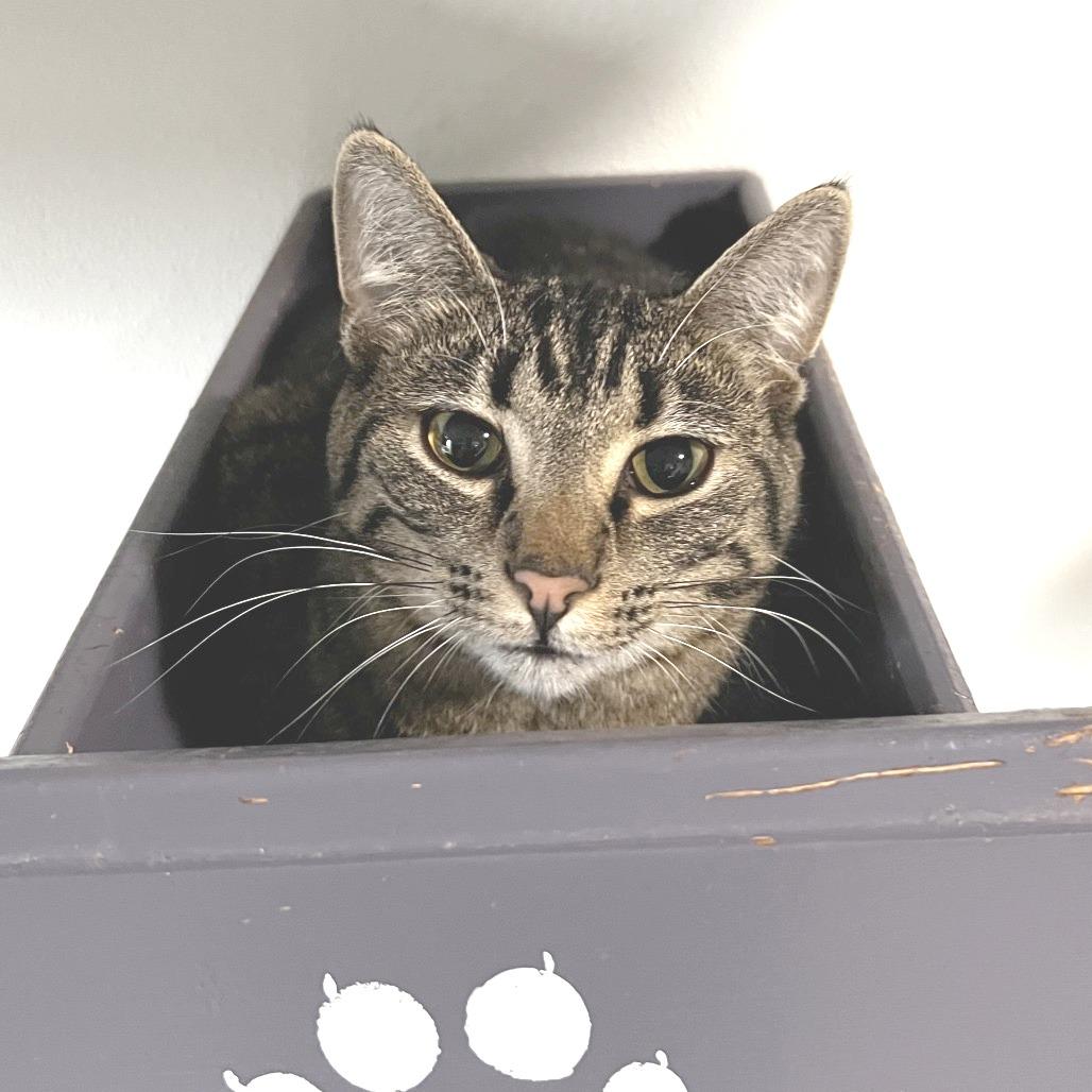 Enlarge Kimi, a Adoptable Domestic Short Hair in Brighton, MO image 5/6