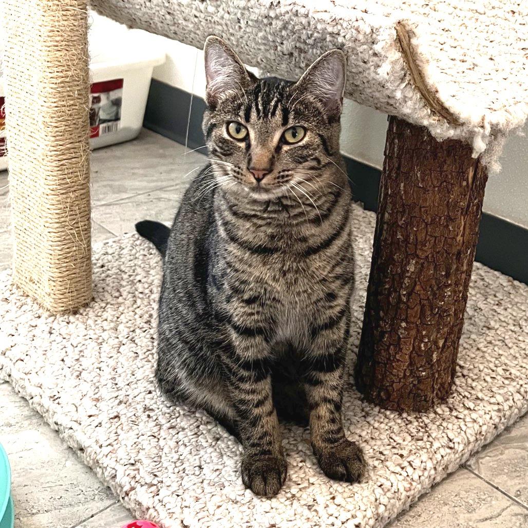 Enlarge Kimi, a Adoptable Domestic Short Hair in Brighton, MO image 6/6