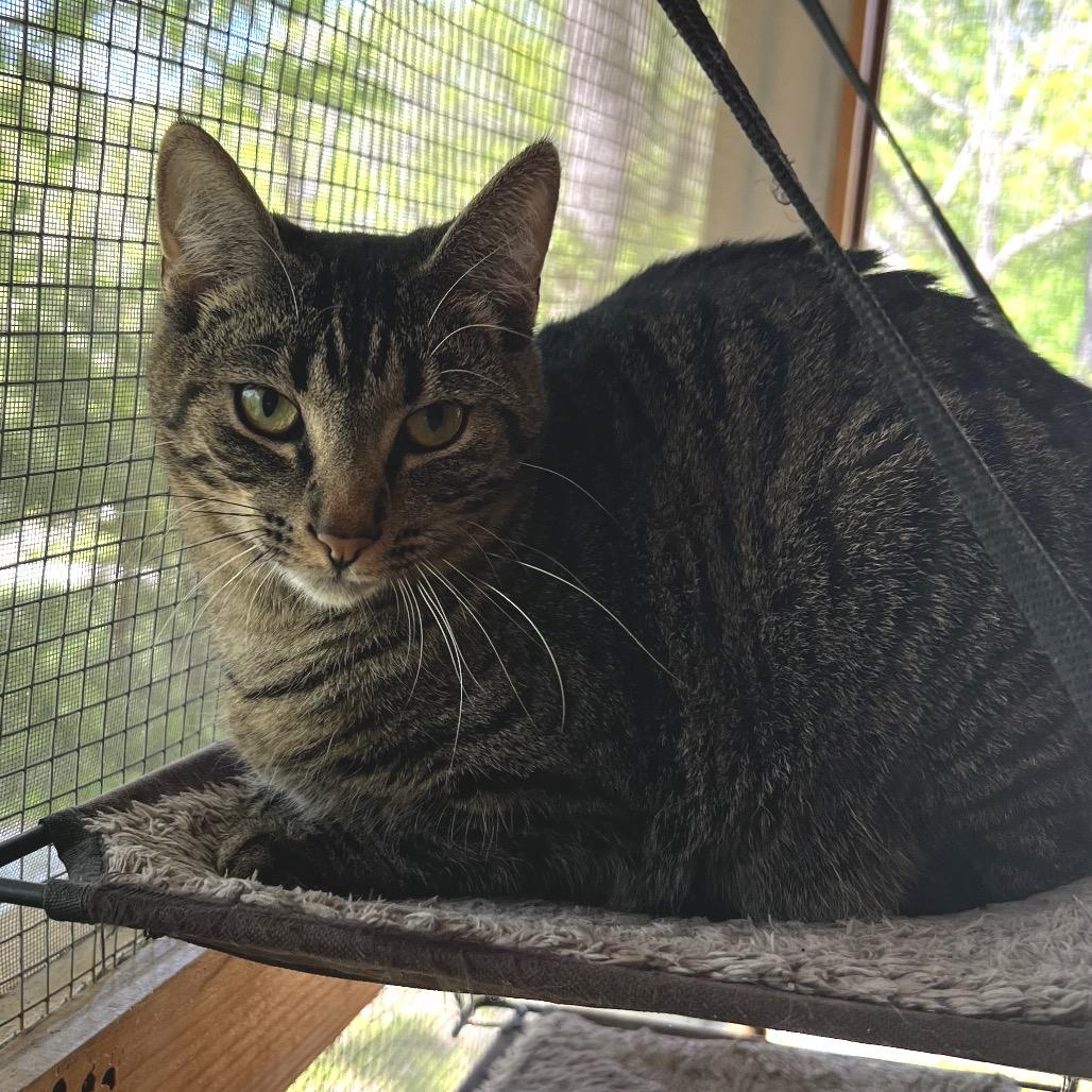 Enlarge Kimi, a Adoptable Domestic Short Hair in Brighton, MO image 6/6