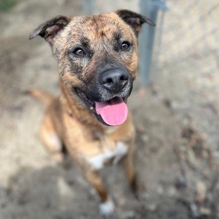 Rook, an adoptable Pit Bull Terrier in Phoenix, OR, 97535 | Photo Image 2