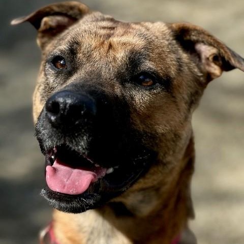 Rook, Adult Male Pit Bull Terrier