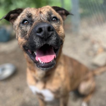 Rocco, Adoptable, Adult Male Pit Bull Terrier.