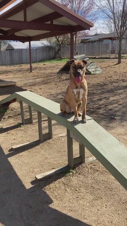 Enlarge Rocco, a Adoptable mixed breed in Phoenix, OR video 6/6