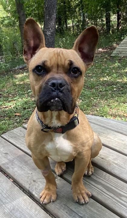 Enlarge Bowser, a Adoptable Mixed Breed in Potsdam, NY image 1/2