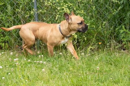 Enlarge Bowser, a Adoptable Mixed Breed in Potsdam, NY image 2/2