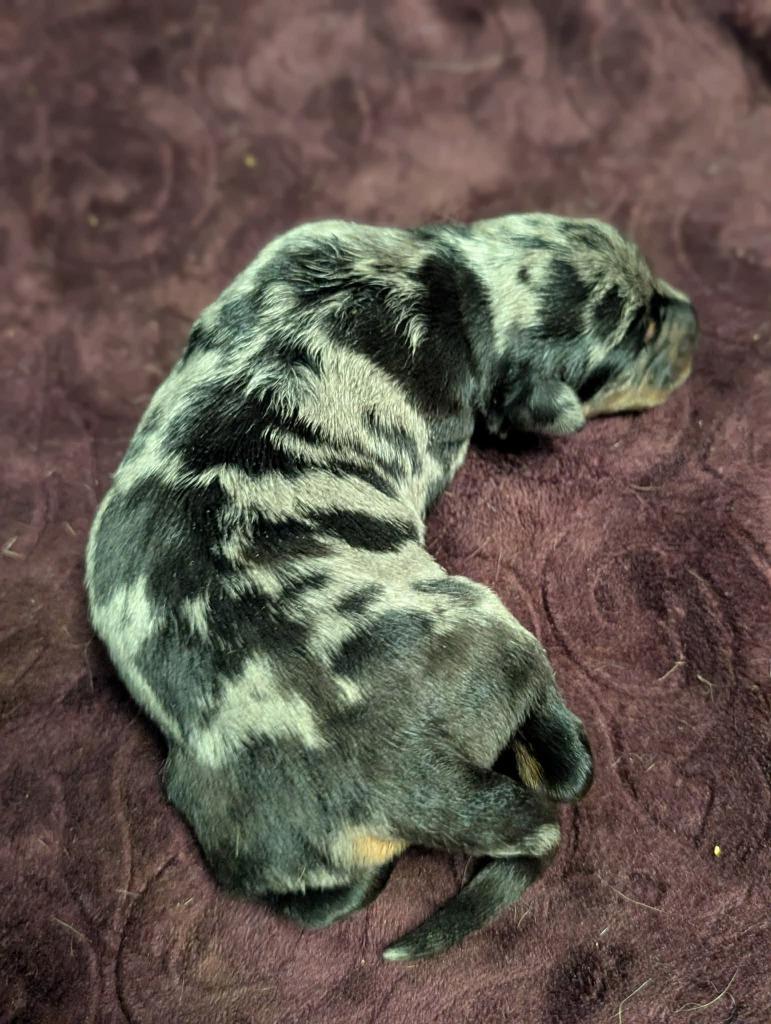Frost - PENDING ADOPTION, Adoptable, Puppy Female Retriever & Shepherd.