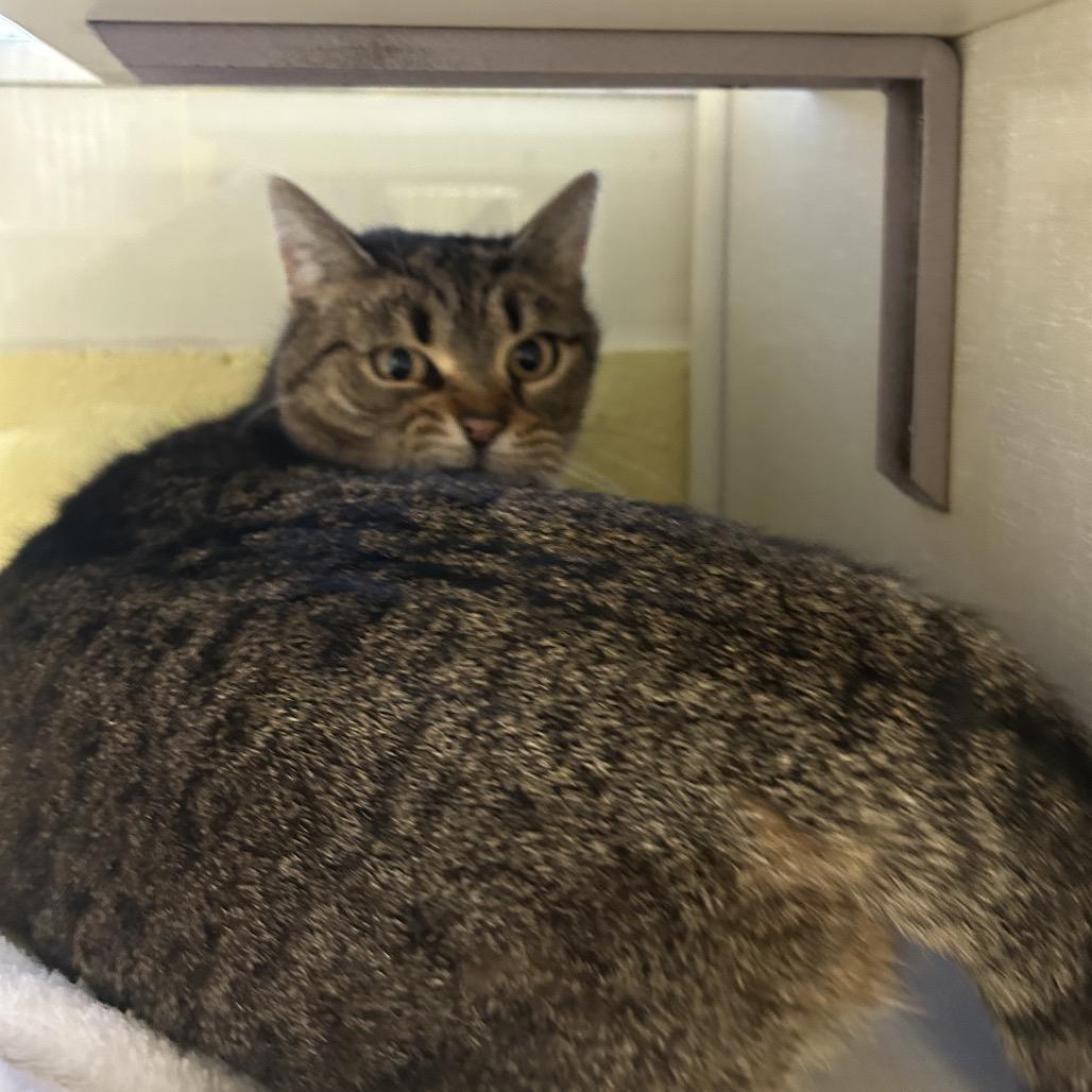 Enlarge Moze (Holland Cat Cove), a Adoptable Domestic Short Hair in West Olive, MI image 1/6