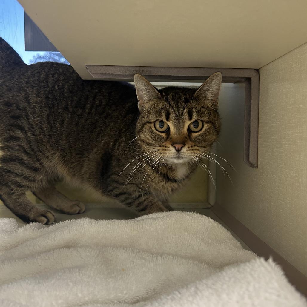 Enlarge Moze (Holland Cat Cove), a Adoptable Domestic Short Hair in West Olive, MI image 2/6
