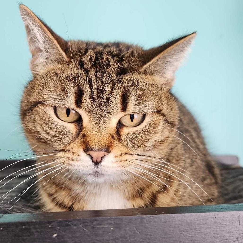 Enlarge Moze (Holland Cat Cove), a Adoptable Domestic Short Hair in West Olive, MI image 3/6