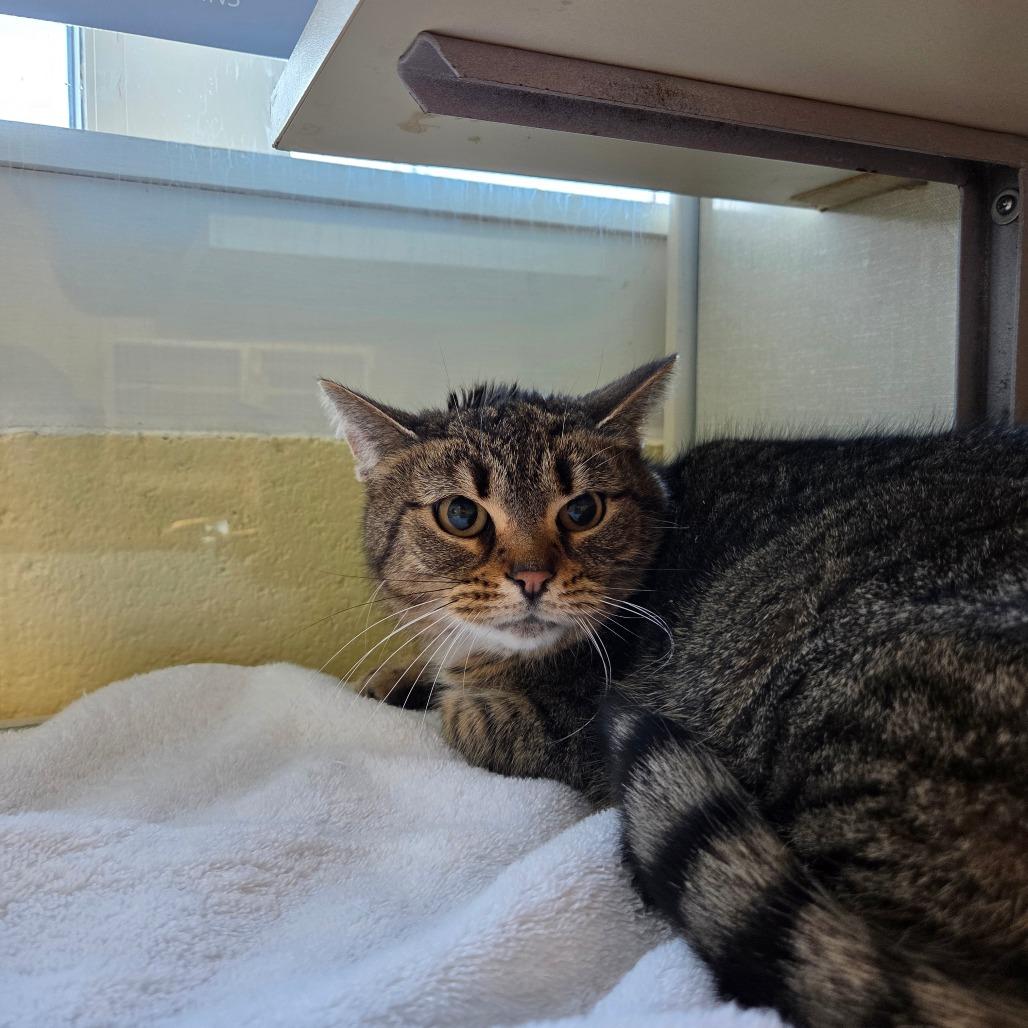 Enlarge Moze (Holland Cat Cove), a Adoptable Domestic Short Hair in West Olive, MI image 4/6