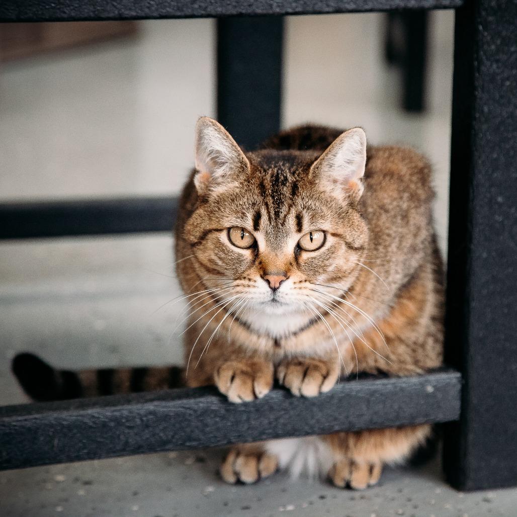 Enlarge Moze (Holland Cat Cove), a Adoptable Domestic Short Hair in West Olive, MI image 4/6