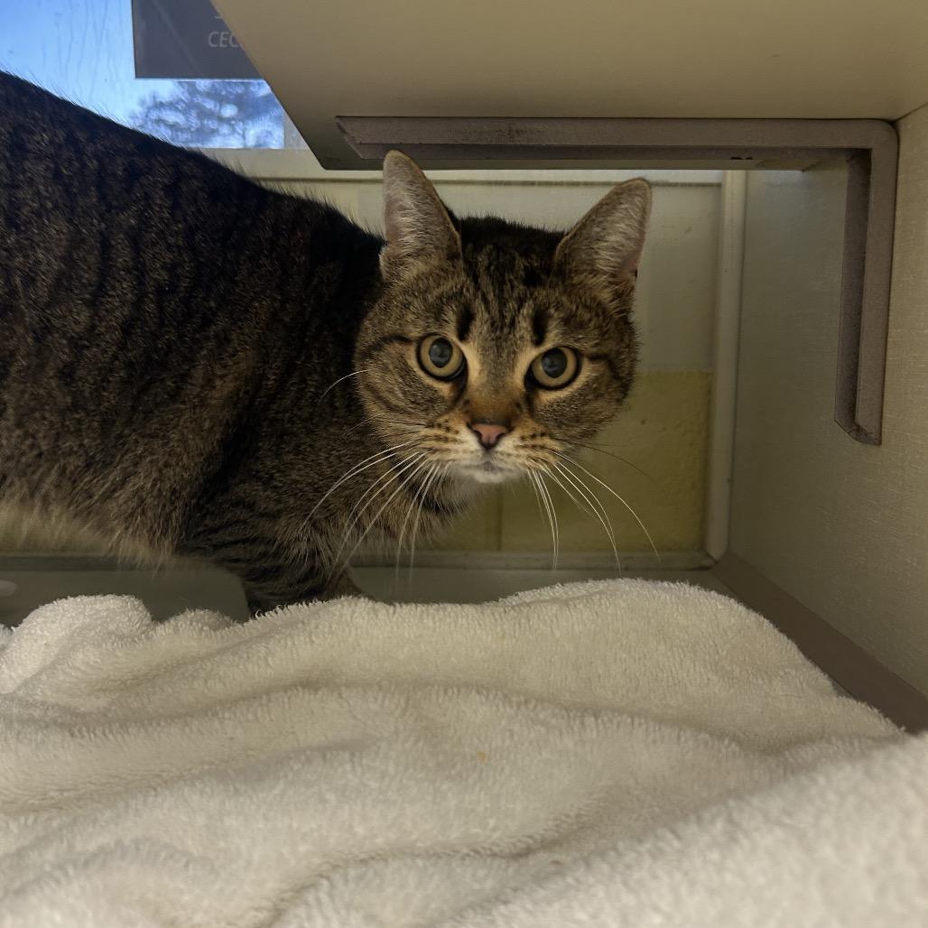 Enlarge Moze (Holland Cat Cove), a Adoptable Domestic Short Hair in West Olive, MI image 5/6