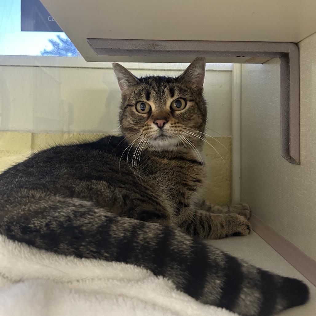 Enlarge Moze (Holland Cat Cove), a Adoptable Domestic Short Hair in West Olive, MI image 6/6
