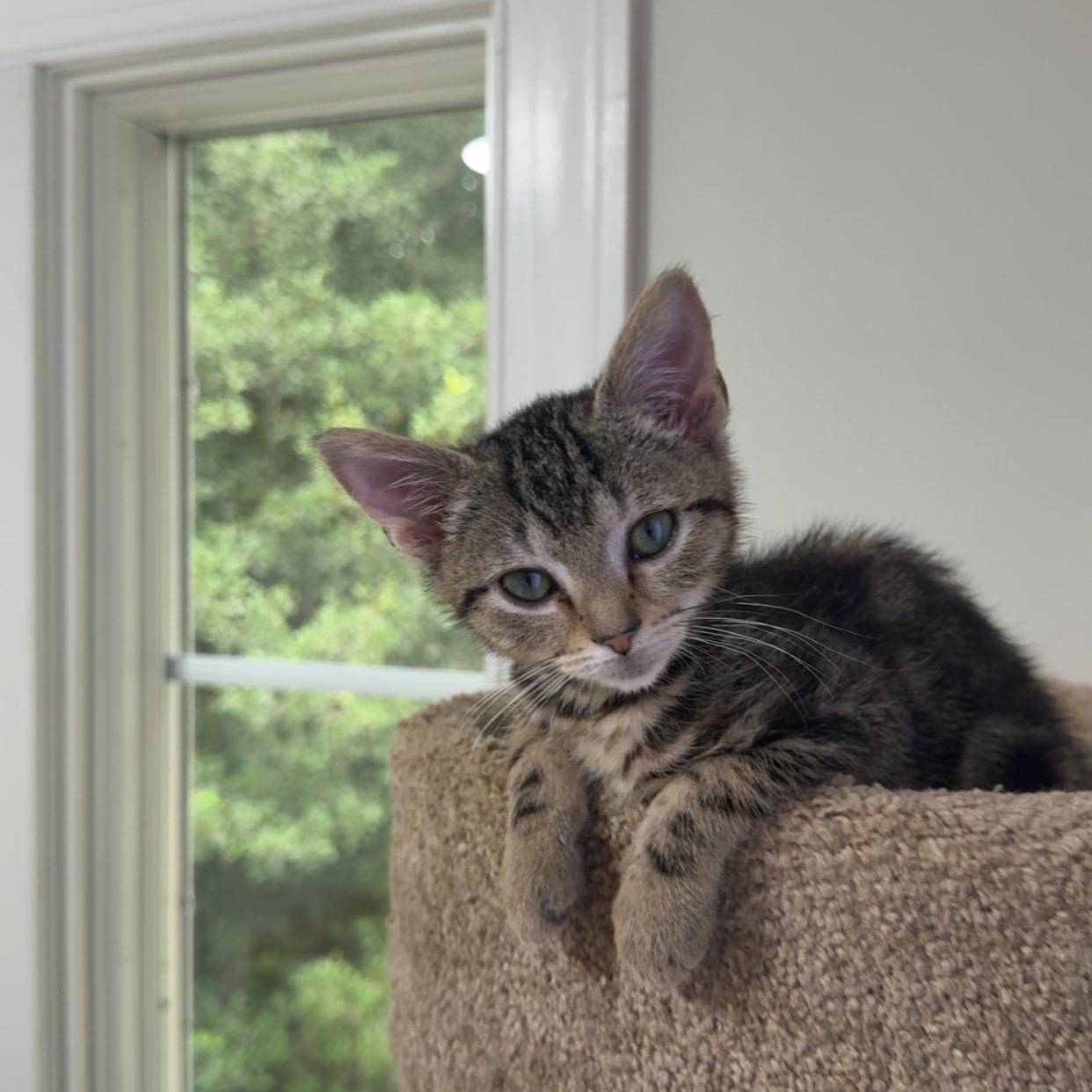 Enlarge Canon, a Adoptable Domestic Short Hair in Richmond, VA image 3/3