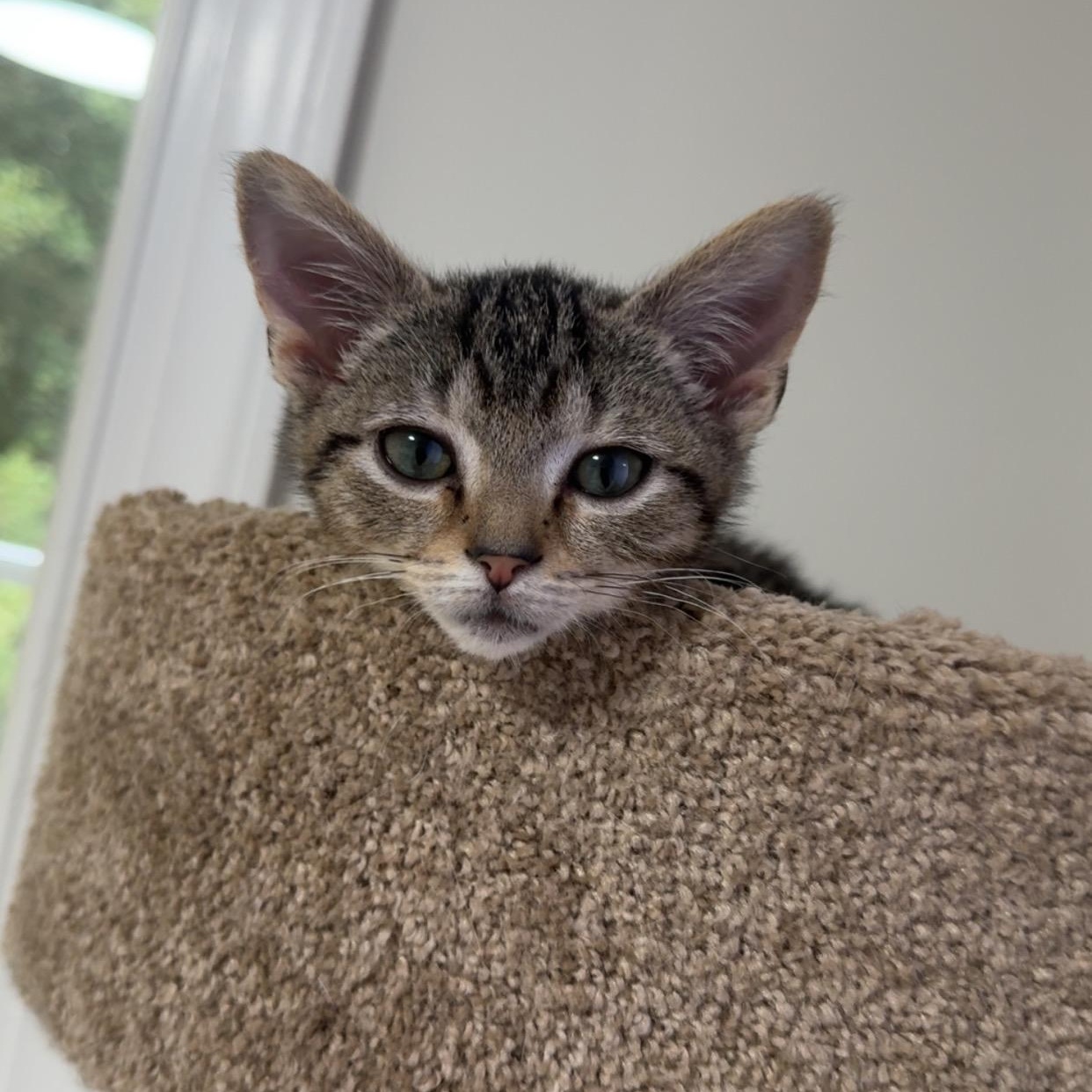 Enlarge Canon, a Adoptable Domestic Short Hair in Richmond, VA image 2/3