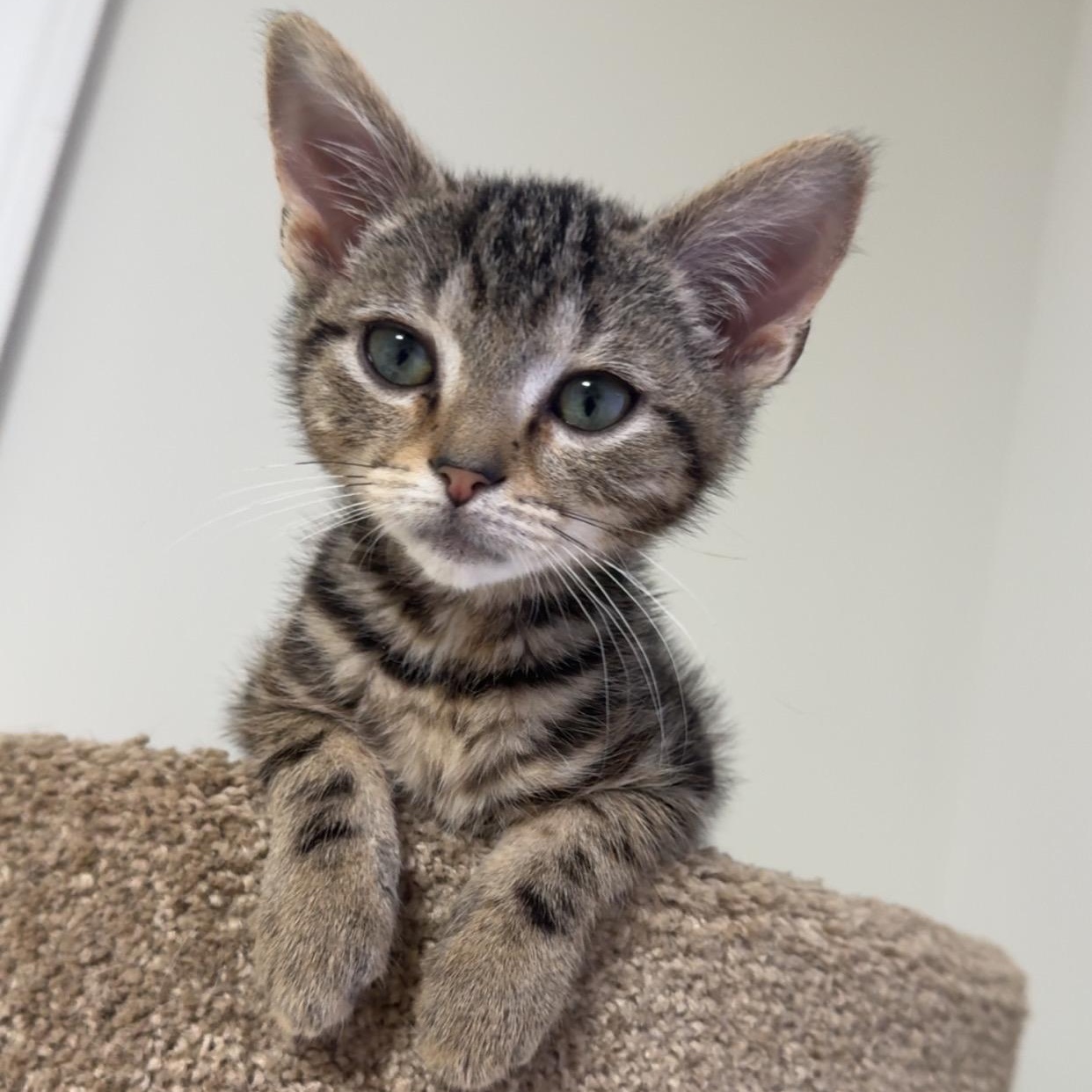 Canon, Adoptable, Kitten Male Domestic Short Hair.