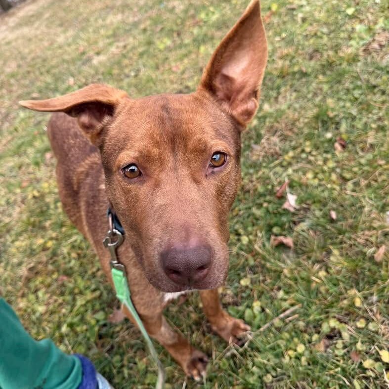 Essie, a ADOPTABLE mixed breed in Washington, PA image 2/2