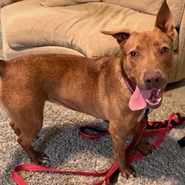 Essie, ADOPTABLE, Adult Female Mixed Breed.