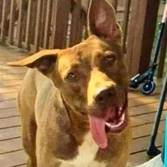 Essie, a ADOPTABLE mixed breed in Washington, PA image 1/2