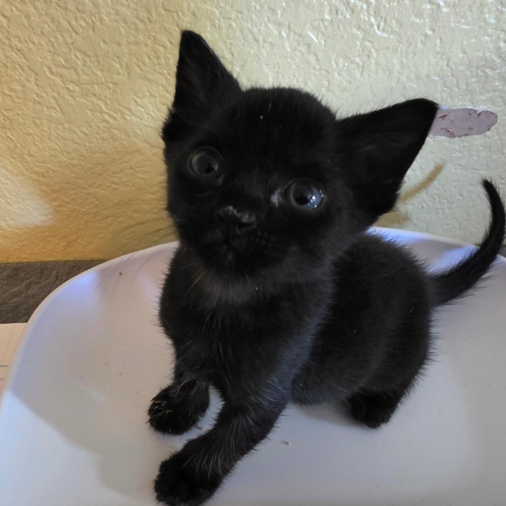 Venom, Adoptable, Kitten Male Domestic Short Hair.